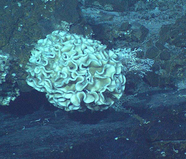 Xenophyophores