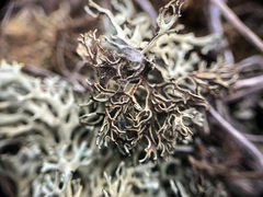 Xanthoparmelia camtschadalis