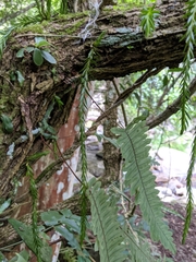 Phlegmariurus carinatus