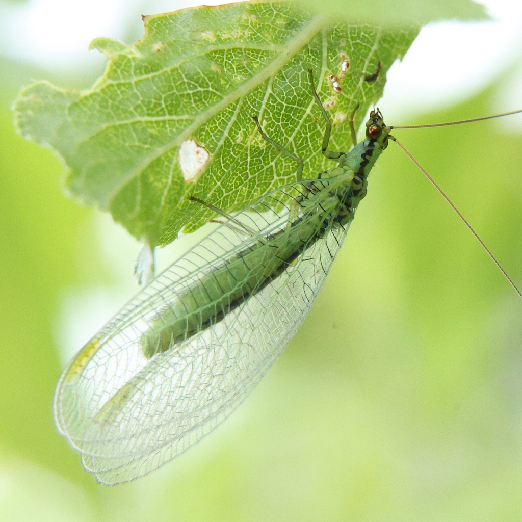Chrysopa walkeri