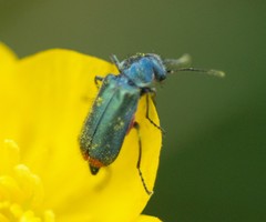 Malachius bipustulatus