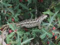 Sceloporus olivaceus