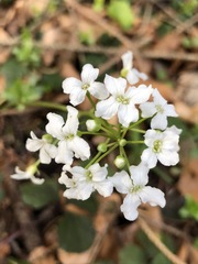 Cardamine trifolia