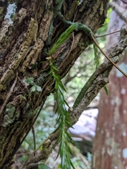 Phlegmariurus carinatus
