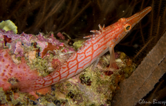 Oxycirrhites typus