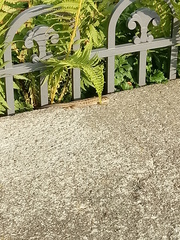 Lacerta agilis argus