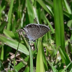 Hemiargus hanno hanno
