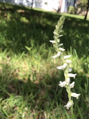 Spiranthes vernalis