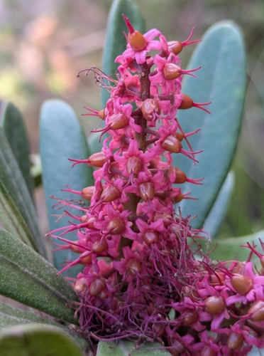 Cunonia purpurea observed 2026-06-07