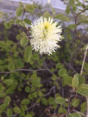 Fothergilla