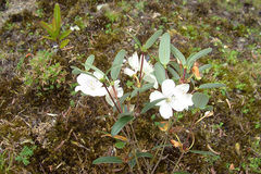 Eucryphia lucida