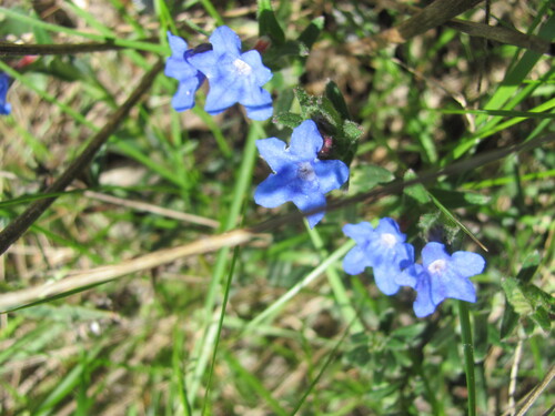 Glandora prostrata