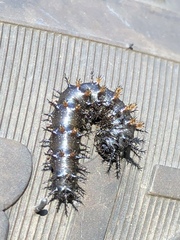 Hemileuca maia