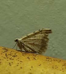 Lepidoptera