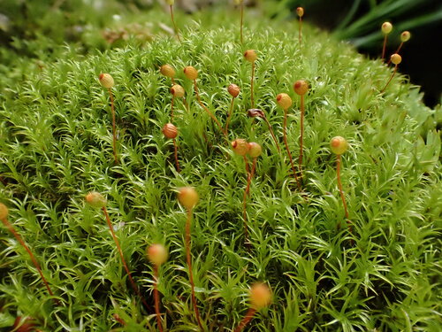 Plagiopus oederianus observed 2026-06-06