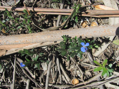 Glandora prostrata