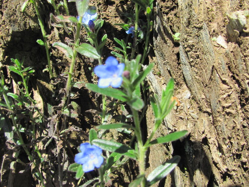 Glandora prostrata