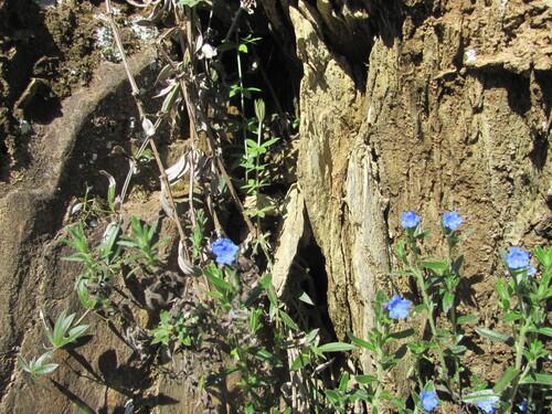 Glandora prostrata
