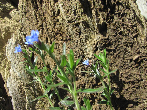 Glandora prostrata