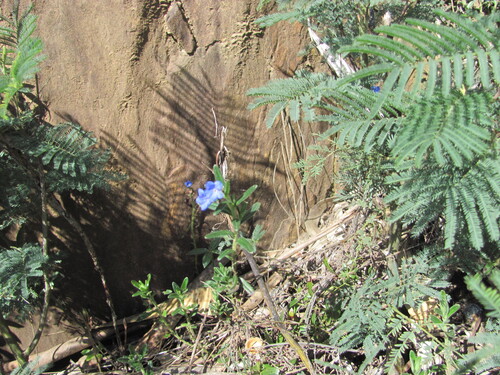 Glandora prostrata