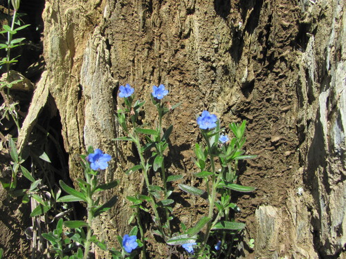 Glandora prostrata
