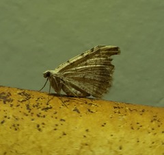 Lepidoptera