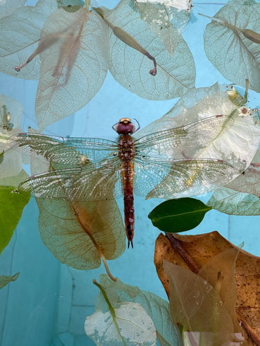 Wandering Glider