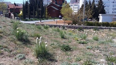 Asphodeline taurica