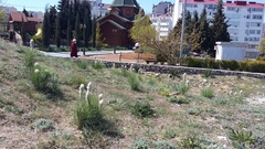 Asphodeline taurica