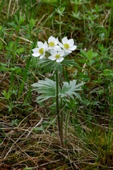 Anemonastrum crinitum