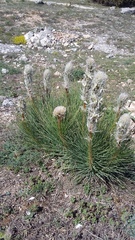 Asphodeline taurica