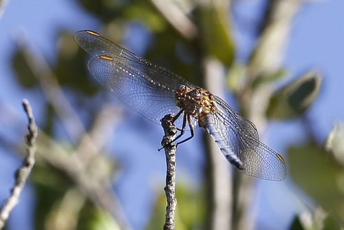 Keeled Skimmer