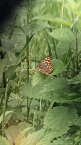 Speckled Wood