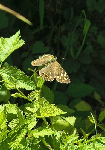 Speckled Wood