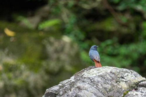 Plumbeous Water Redstart