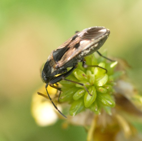 bright-spotted groundbug