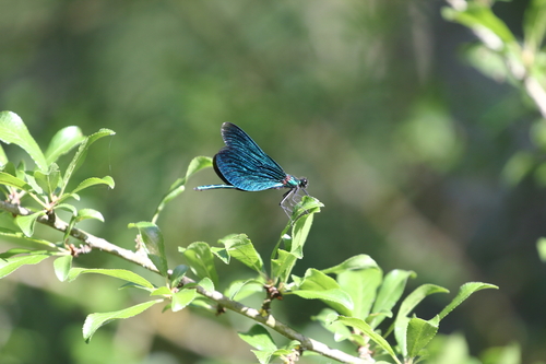 Beautiful Demoiselle