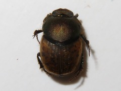 Onthophagus coenobita