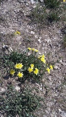 Takhtajaniantha crispa