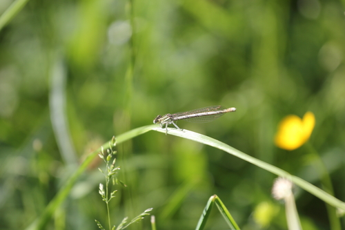 Blue Featherleg