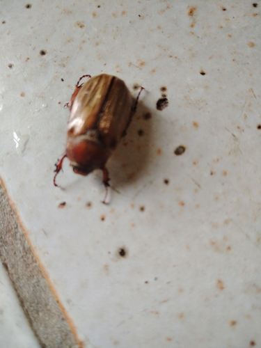 Summer Chafer