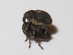 Rhinoncus leucostigma