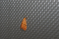 Miltochrista arcuata