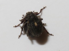 Rhinoncus leucostigma