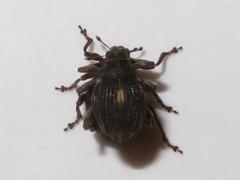 Rhinoncus leucostigma