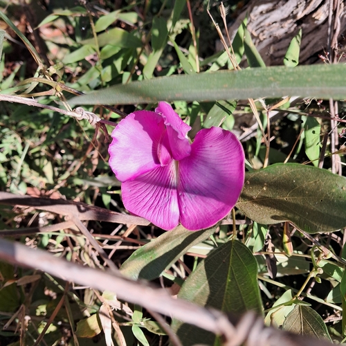 Centrosema platycarpum