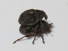 Rhinoncus leucostigma