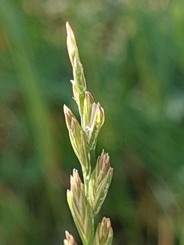 Perennial Ryegrass