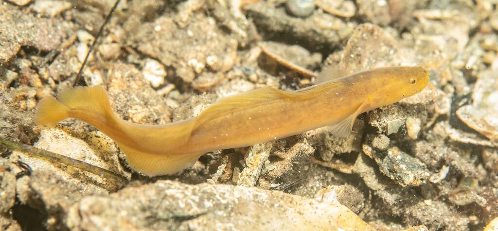 Yellow cuskeel (Dermatopsis multiradiatus) — Bythitidae