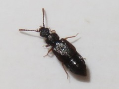Omalium rivulare